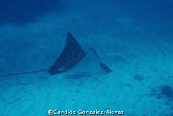 Spotted Eagle ray  gracefully gliding through .   Guanica... by Candido Gonzalez-Alonso 